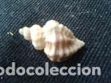 Coleccionismo de moluscos: concha marina de 2, 5x1, 5x2 CM - Foto 1