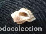 Coleccionismo de moluscos: concha marina de 2, 5x1, 5x2 CM - Foto 2