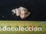 Coleccionismo de moluscos: concha marina de 2, 5x1, 5x2 CM - Foto 3