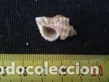 Coleccionismo de moluscos: concha marina de 2, 5x1, 5x2 CM - Foto 4