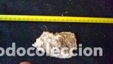 Coleccionismo de moluscos: concha marina de 9x5 cm - Foto 1
