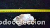 Coleccionismo de moluscos: concha marina de 9x5 cm - Foto 2