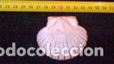 Coleccionismo de moluscos: concha marina 6, 5x5, 7 cm - Foto 1