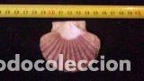 Coleccionismo de moluscos: concha marina 6, 5x5, 7 cm - Foto 3