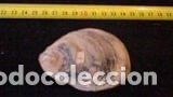Coleccionismo de moluscos: concha marina de 9x6, 5 cm - Foto 1