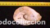Coleccionismo de moluscos: concha marina de 9x6, 5 cm - Foto 2