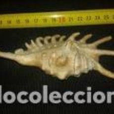 Coleccionismo de moluscos: CARACOLA MARINA 13 X 6 X 4 CM STROMBIDAE