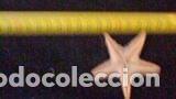 Coleccionismo de moluscos: ESTRELLA DE MAR 6 CM - Foto 2