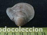 Coleccionismo de moluscos: concha marina de 4x4, 5x1, 5 cm - Foto 1
