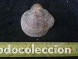 Coleccionismo de moluscos: concha marina de 4x4, 5x1, 5 cm - Foto 2