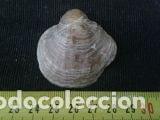 Coleccionismo de moluscos: concha marina de 4x4, 5x1, 5 cm - Foto 3