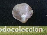 Coleccionismo de moluscos: concha marina de 4x4, 5x1, 5 cm - Foto 4