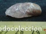 Coleccionismo de moluscos: concha marina de 4x4, 5x1, 5 cm - Foto 6