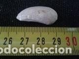 Coleccionismo de moluscos: concha 2, 8x1, 4cm - Foto 1