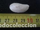 Coleccionismo de moluscos: concha 2, 8x1, 4cm - Foto 2