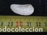 Coleccionismo de moluscos: concha 2, 8x1, 4cm - Foto 3