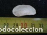 Coleccionismo de moluscos: concha 2, 8x1, 4cm - Foto 4