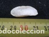 Coleccionismo de moluscos: concha 2, 8x1, 4cm - Foto 5