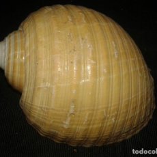 Coleccionismo de moluscos: CARACOLA MARINA DE 12X9X8 CM. Lote 117643683