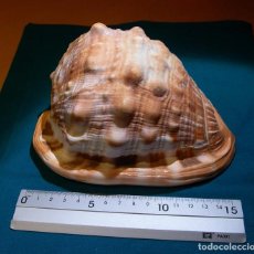 Coleccionismo de moluscos: CONCHA DE CARACOLA GIGANTE. Lote 79985021