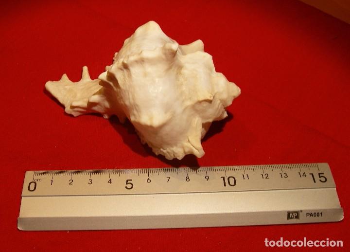 Coleccionismo de moluscos: Caracola Blanca, muy elaborada - Foto 5 - 79987077