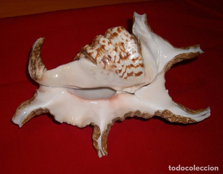 Coleccionismo de moluscos: CARACOLA ARA&Ntilde;A: - Foto 1