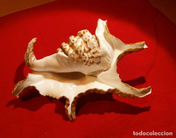 Coleccionismo de moluscos: CARACOLA ARA&Ntilde;A: - Foto 4