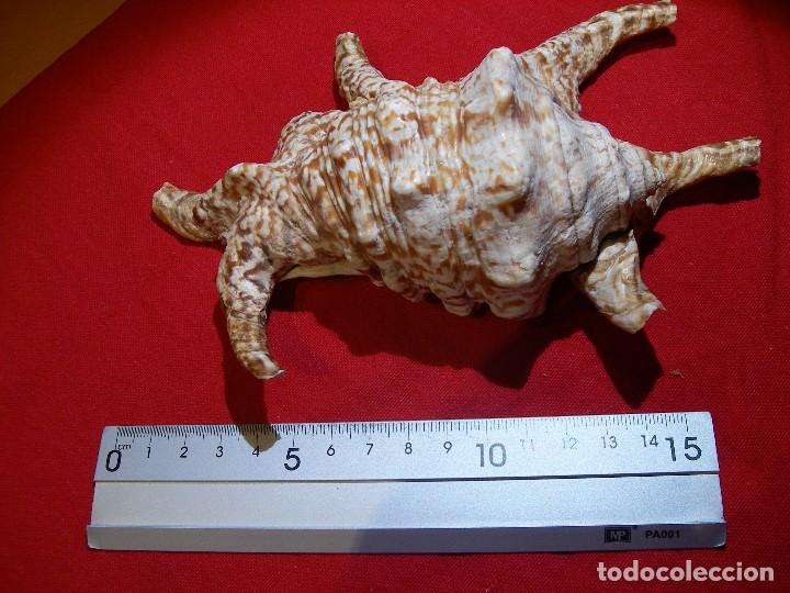 Coleccionismo de moluscos: CARACOLA ARA&Ntilde;A: - Foto 5