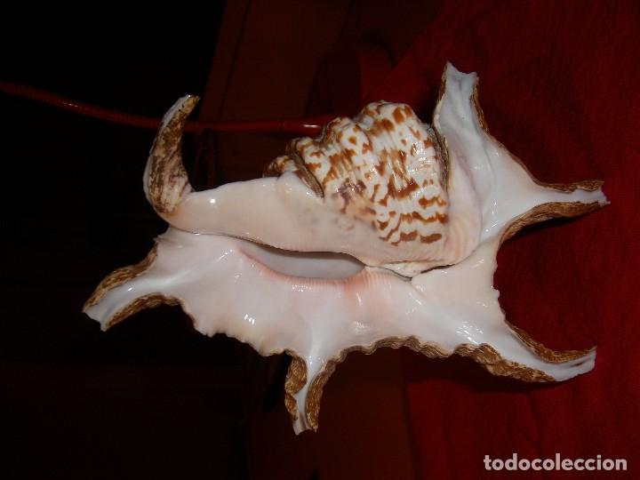 Coleccionismo de moluscos: CARACOLA ARA&Ntilde;A: - Foto 6