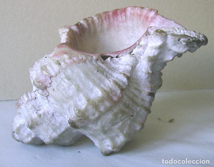 Coleccionismo de moluscos: Concha marina 12 cm - Foto 1