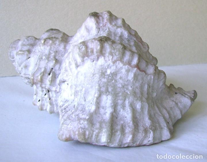 Coleccionismo de moluscos: Concha marina 12 cm - Foto 2