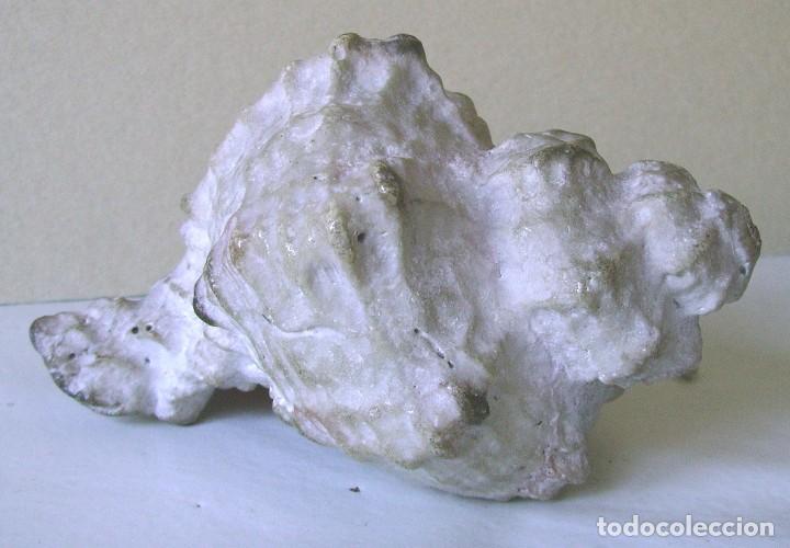 Coleccionismo de moluscos: Concha marina 12 cm - Foto 5