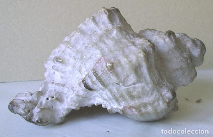 Coleccionismo de moluscos: Concha marina 12 cm - Foto 6