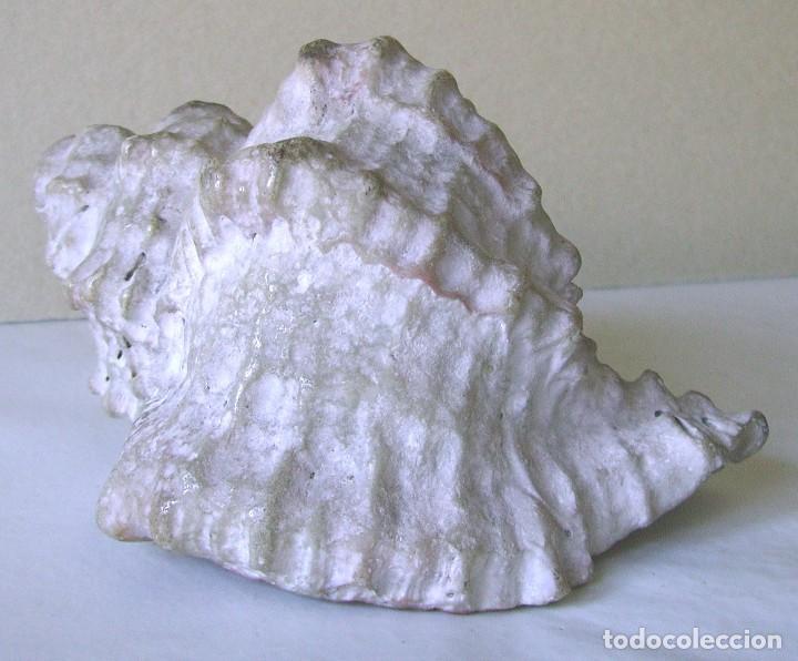 Coleccionismo de moluscos: Concha marina 12 cm - Foto 9