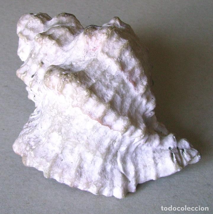 Coleccionismo de moluscos: Concha marina 12 cm - Foto 11