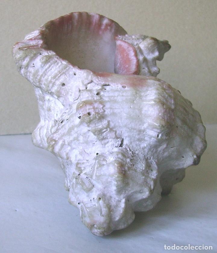 Coleccionismo de moluscos: Concha marina 12 cm - Foto 12