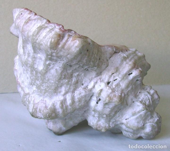 Coleccionismo de moluscos: Concha marina 12 cm - Foto 13
