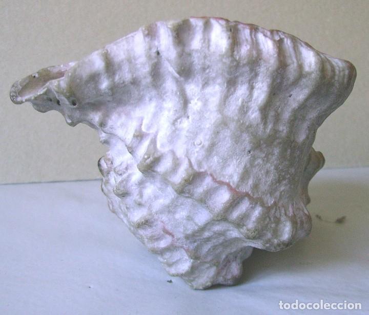 Coleccionismo de moluscos: Concha marina 12 cm - Foto 14