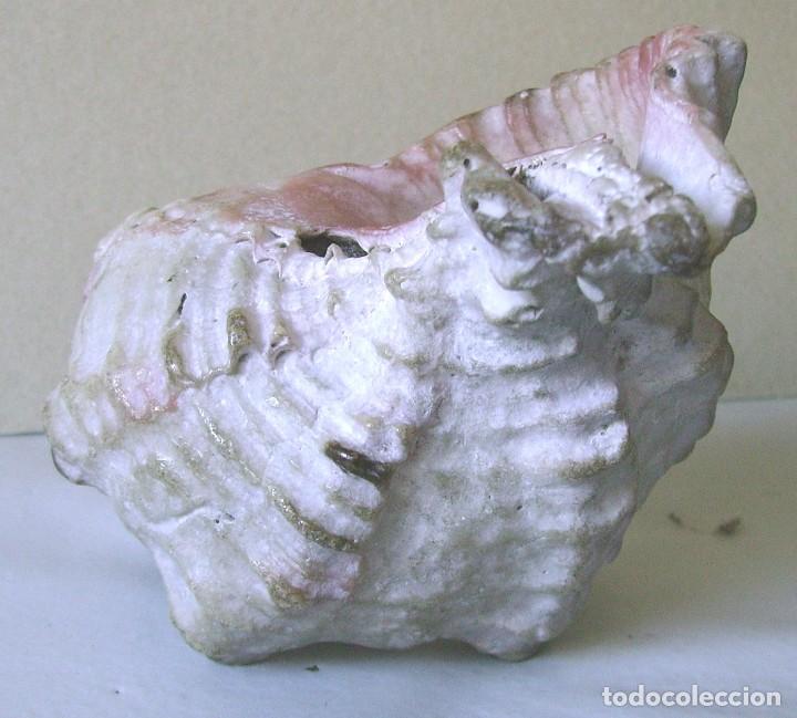 Coleccionismo de moluscos: Concha marina 12 cm - Foto 15