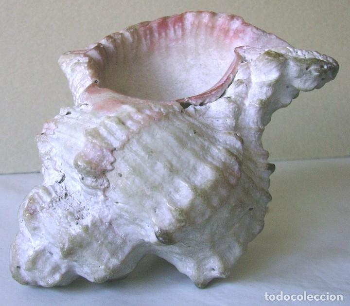 Coleccionismo de moluscos: Concha marina 12 cm - Foto 16