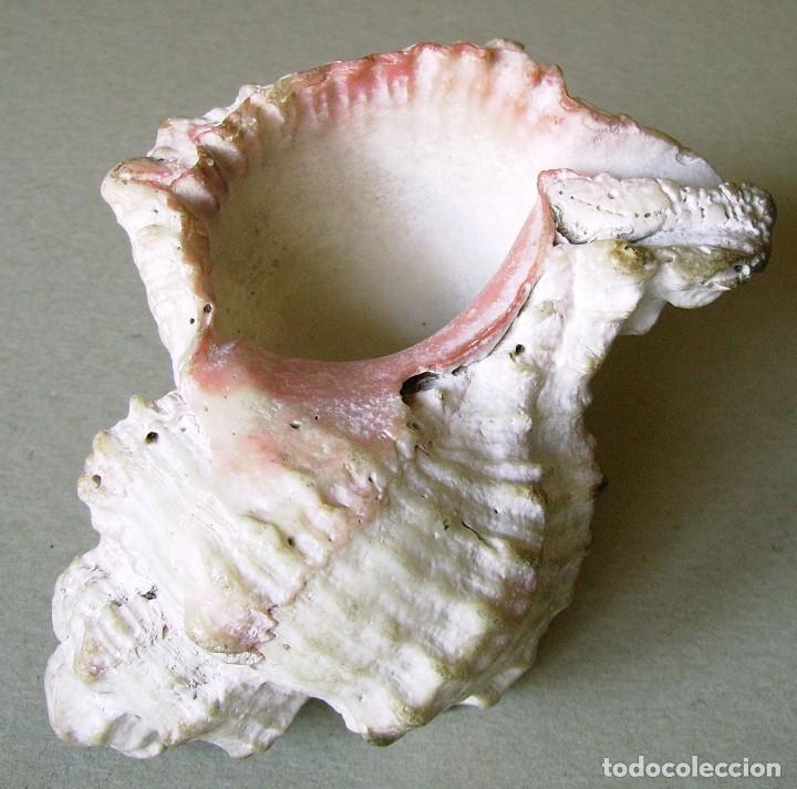 Coleccionismo de moluscos: Concha marina 12 cm - Foto 17