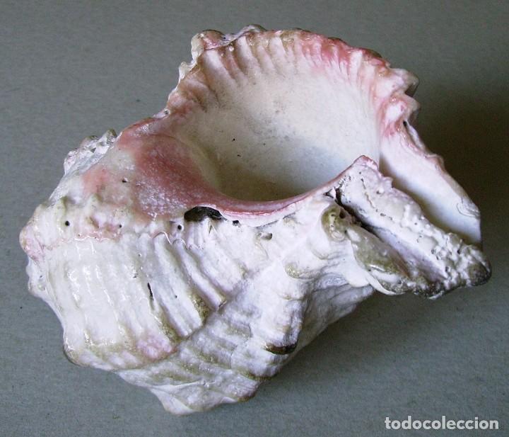 Coleccionismo de moluscos: Concha marina 12 cm - Foto 18