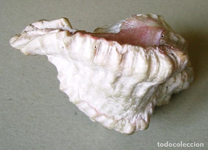 Coleccionismo de moluscos: Concha marina 12 cm - Foto 20