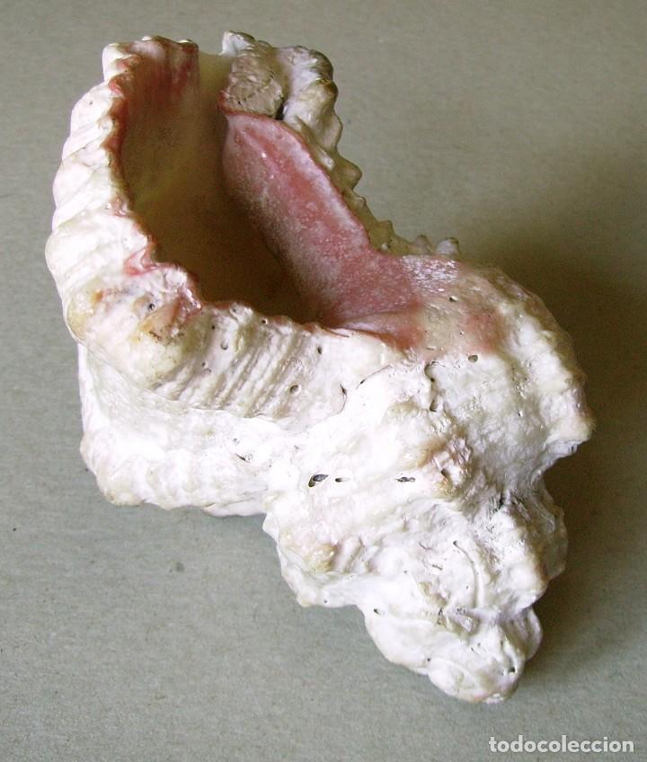 Coleccionismo de moluscos: Concha marina 12 cm - Foto 21