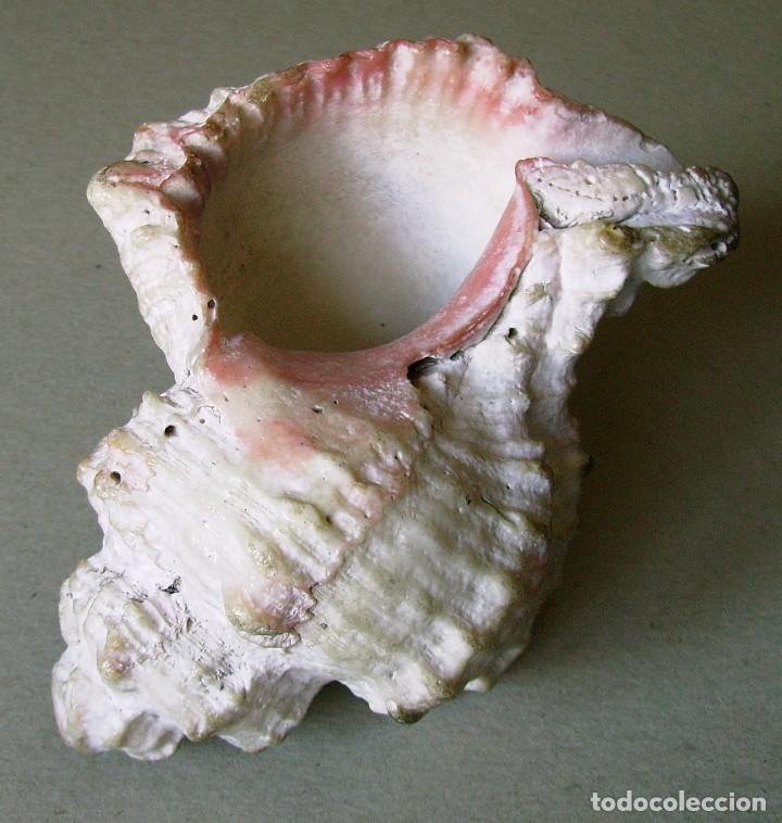 Coleccionismo de moluscos: Concha marina 12 cm - Foto 22
