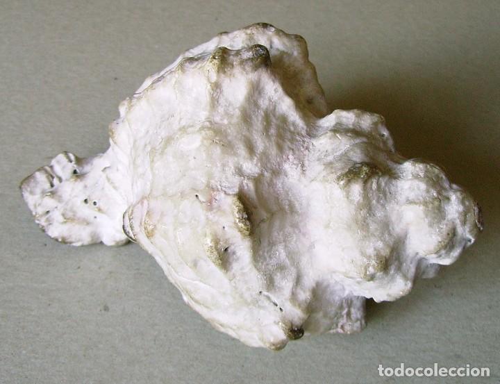 Coleccionismo de moluscos: Concha marina 12 cm - Foto 24