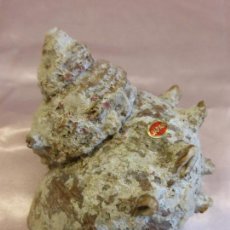 Coleccionismo de moluscos: CARACOLA DE MAR DE JAPÓN - CARACOLA MARINA JAPONESA 