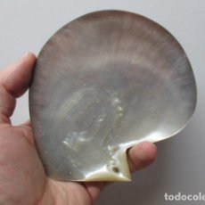 Coleccionismo de moluscos: GRAN CONCHA MARINA DE NACAR PRECIOSA - 12 X 12,5. Lote 85583812
