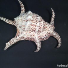 Coleccionismo de moluscos: CONCHA MARINA.ESPECIE, ARTHRICA LAMBIS CHIRAGRA. MAGNIFICO EJEMPLAR DE GRAN TAMAÑO.