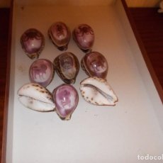 Coleccionismo de moluscos: LOTE DE 9 CARACOLAS CON TALLADO DE HOROSCOPOS . Lote 90825695